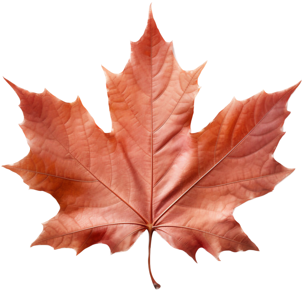 Maple leaf with . png