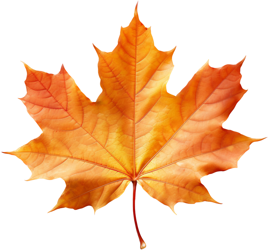 Maple leaf with . png