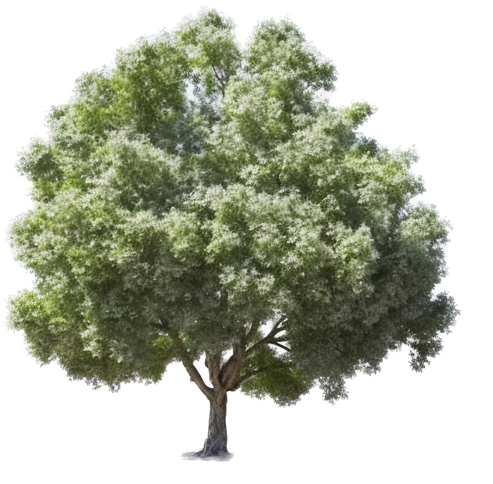 albero png con ai generato.