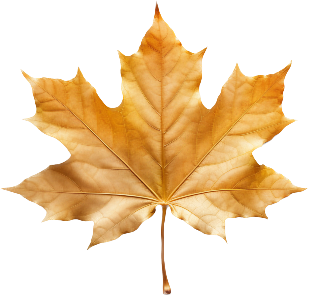 Maple leaf with . png