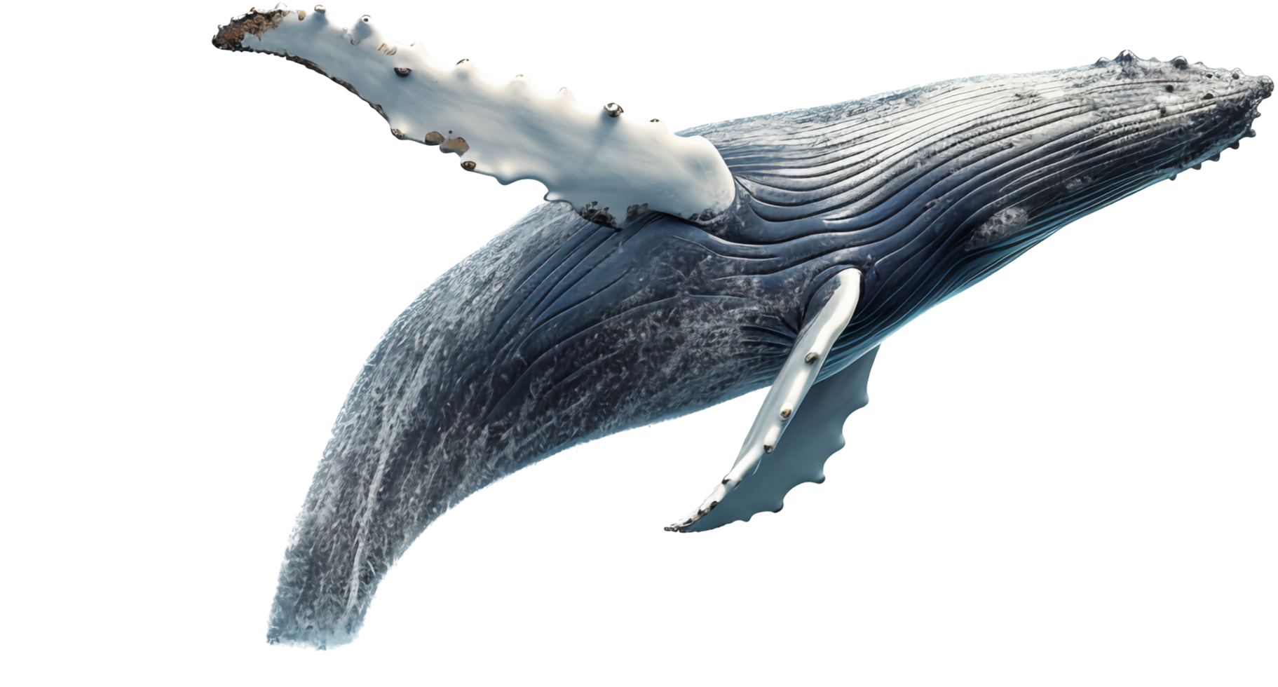 Whale with . png