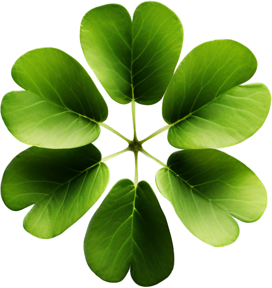 Clover with . png
