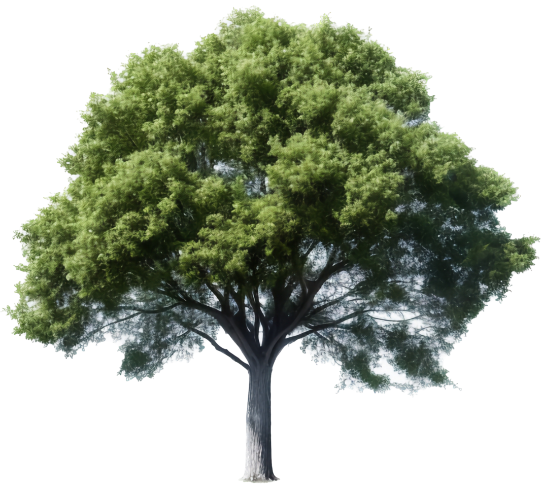 Tree png with AI generated.