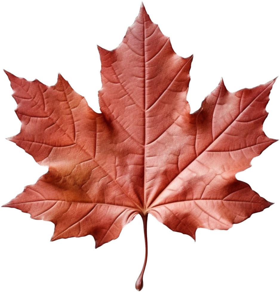 Maple leaf png with AI generated.