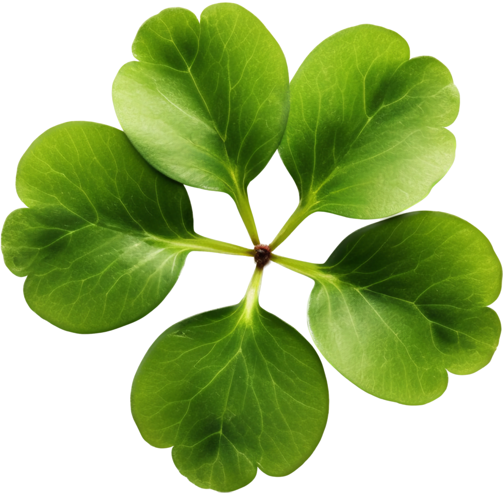 Clover with . png
