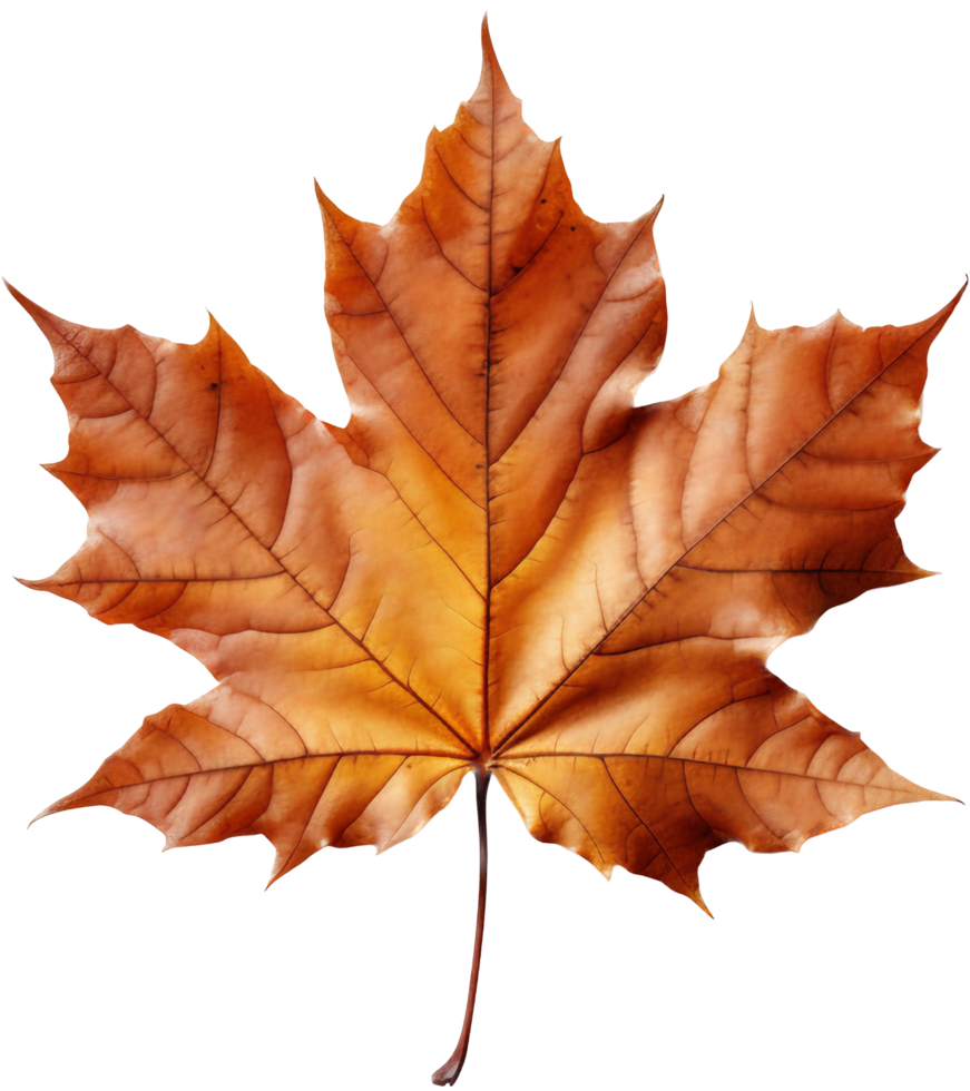 Maple leaf png with AI generated.