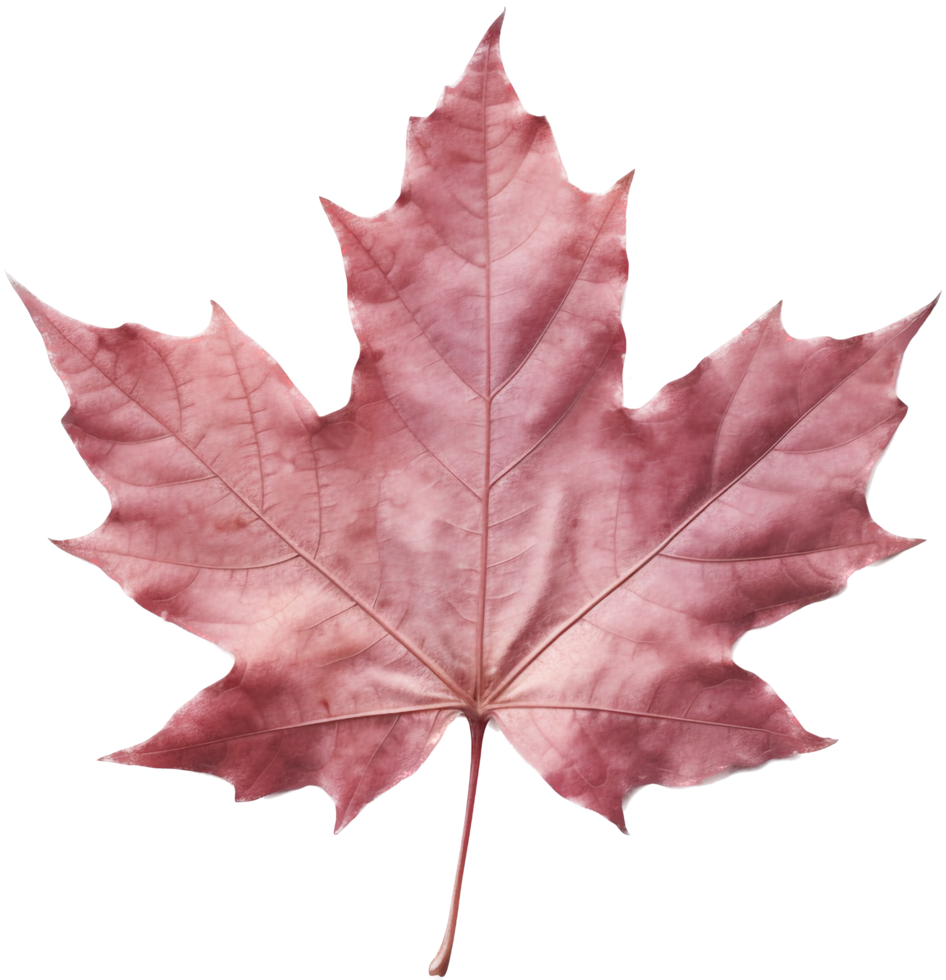 Maple leaf with . png