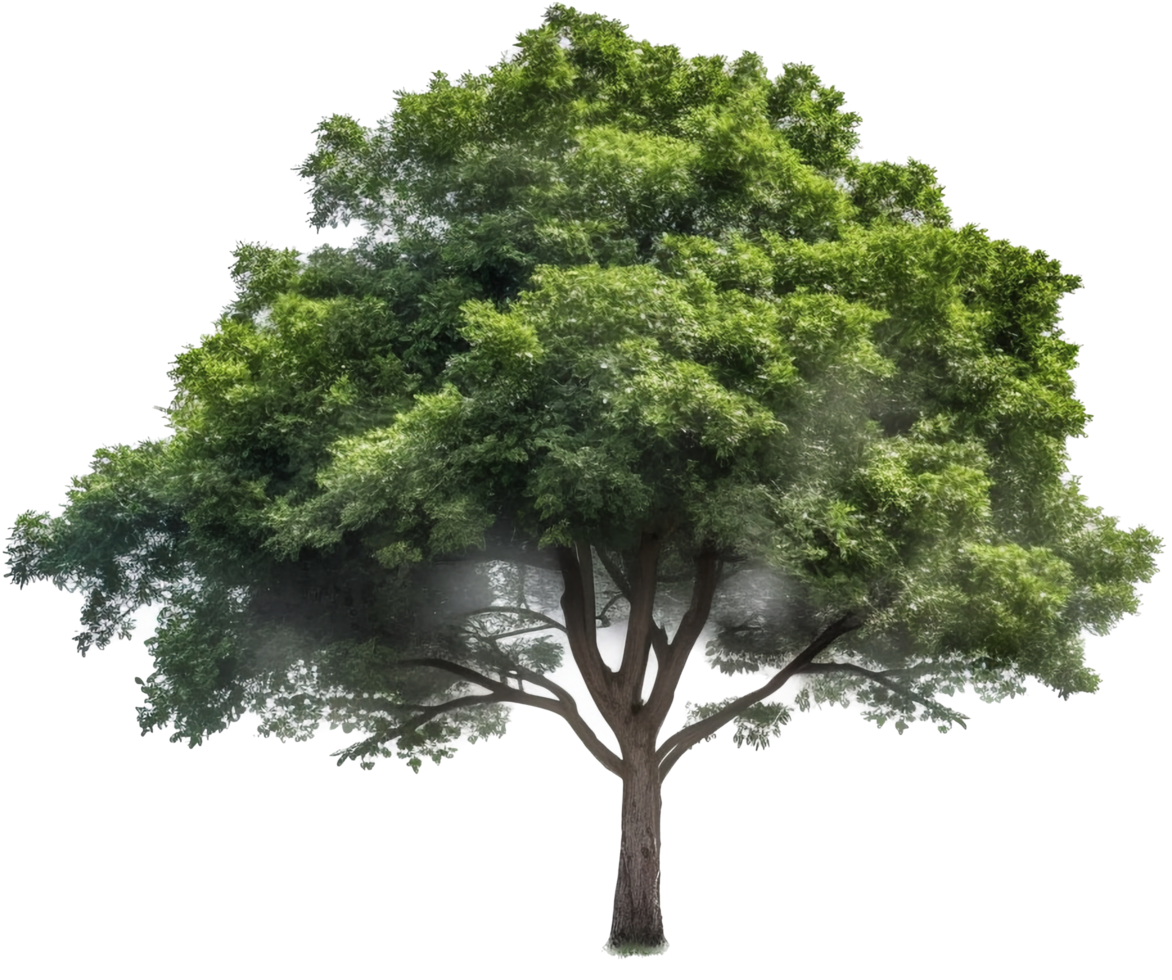 albero png con ai generato.