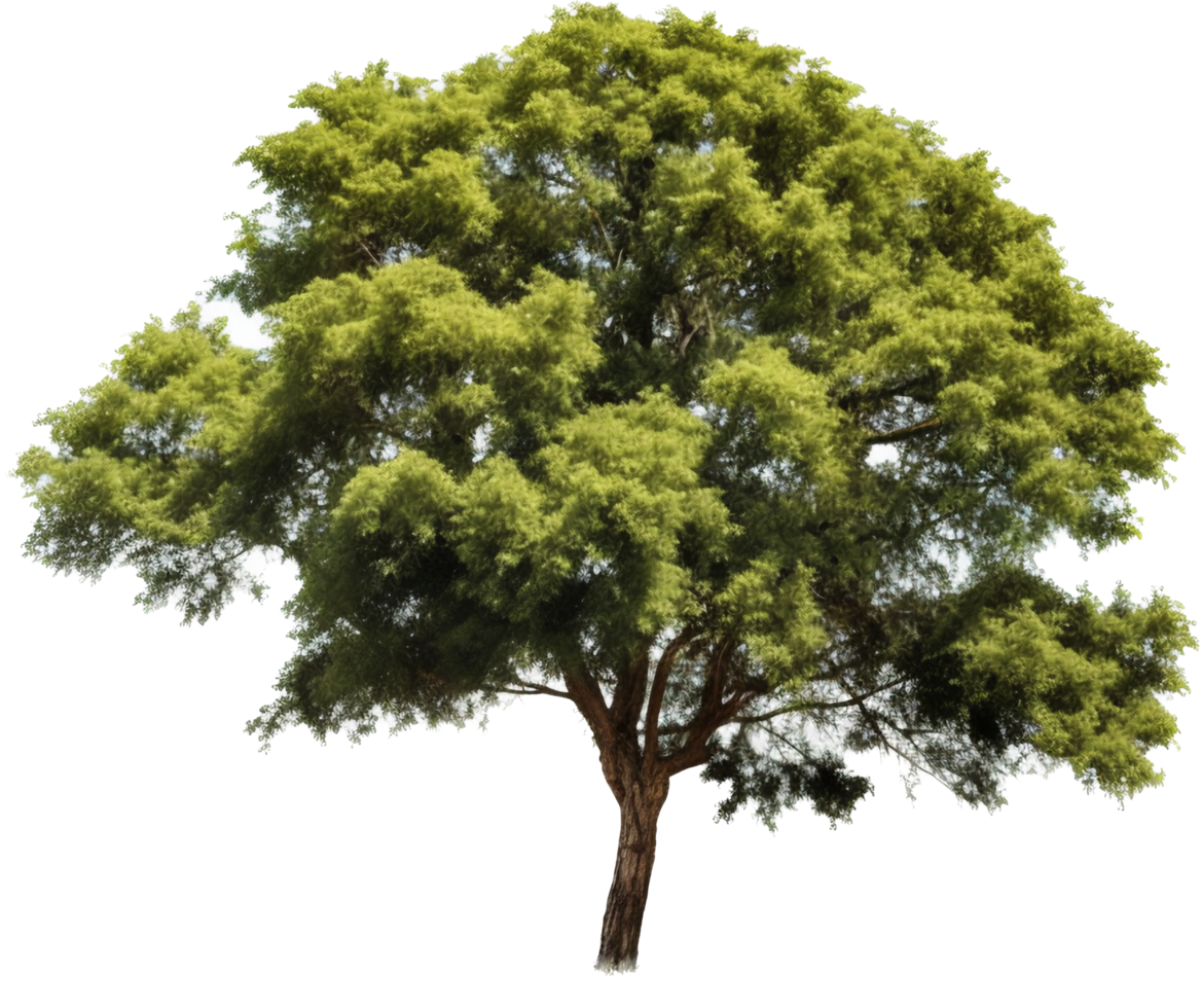 Tree png with AI generated.