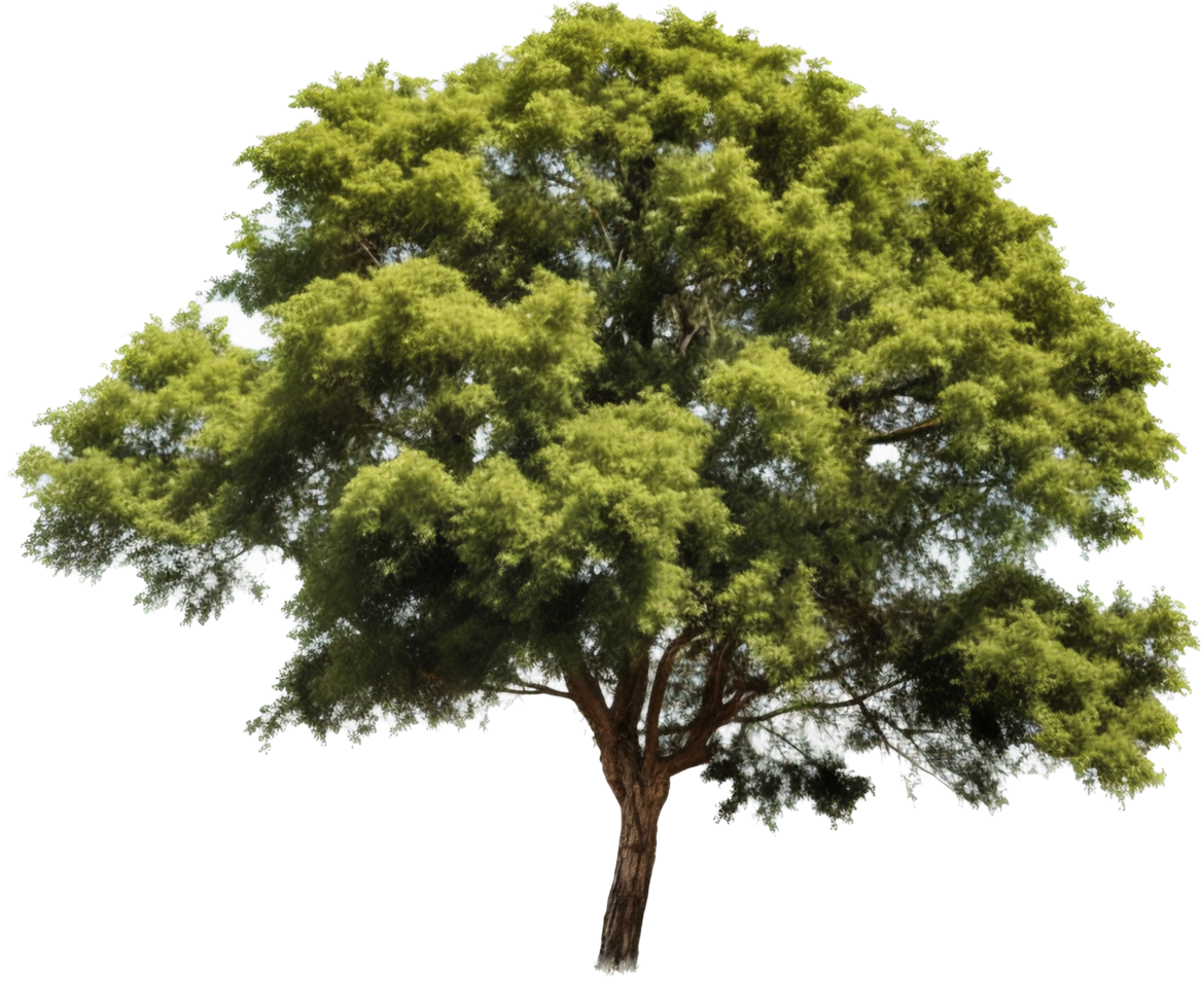 albero png con ai generato.