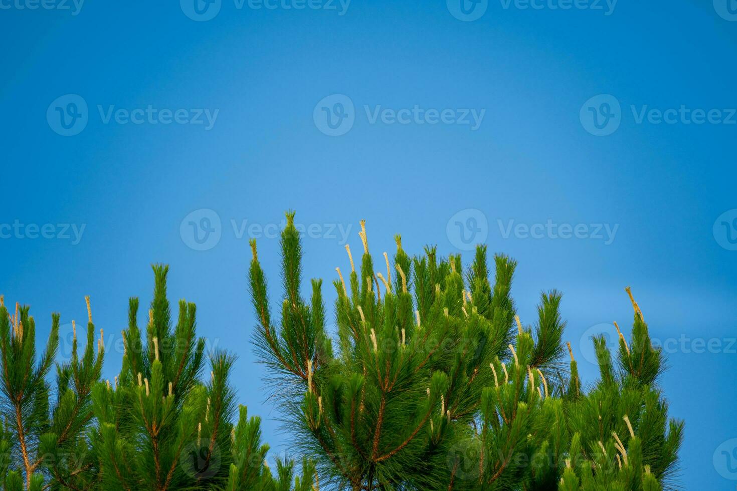 Green trees and a cloudy blue sky background photo