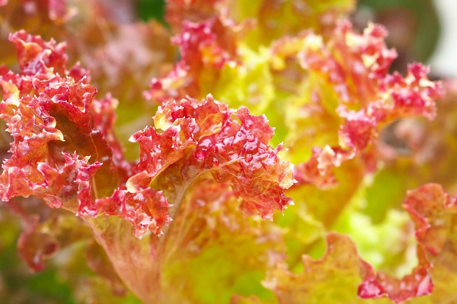 cerca arriba rojo roble lechuga en amanecer. crecido orgánico lechuga Listo para cosecha. foto