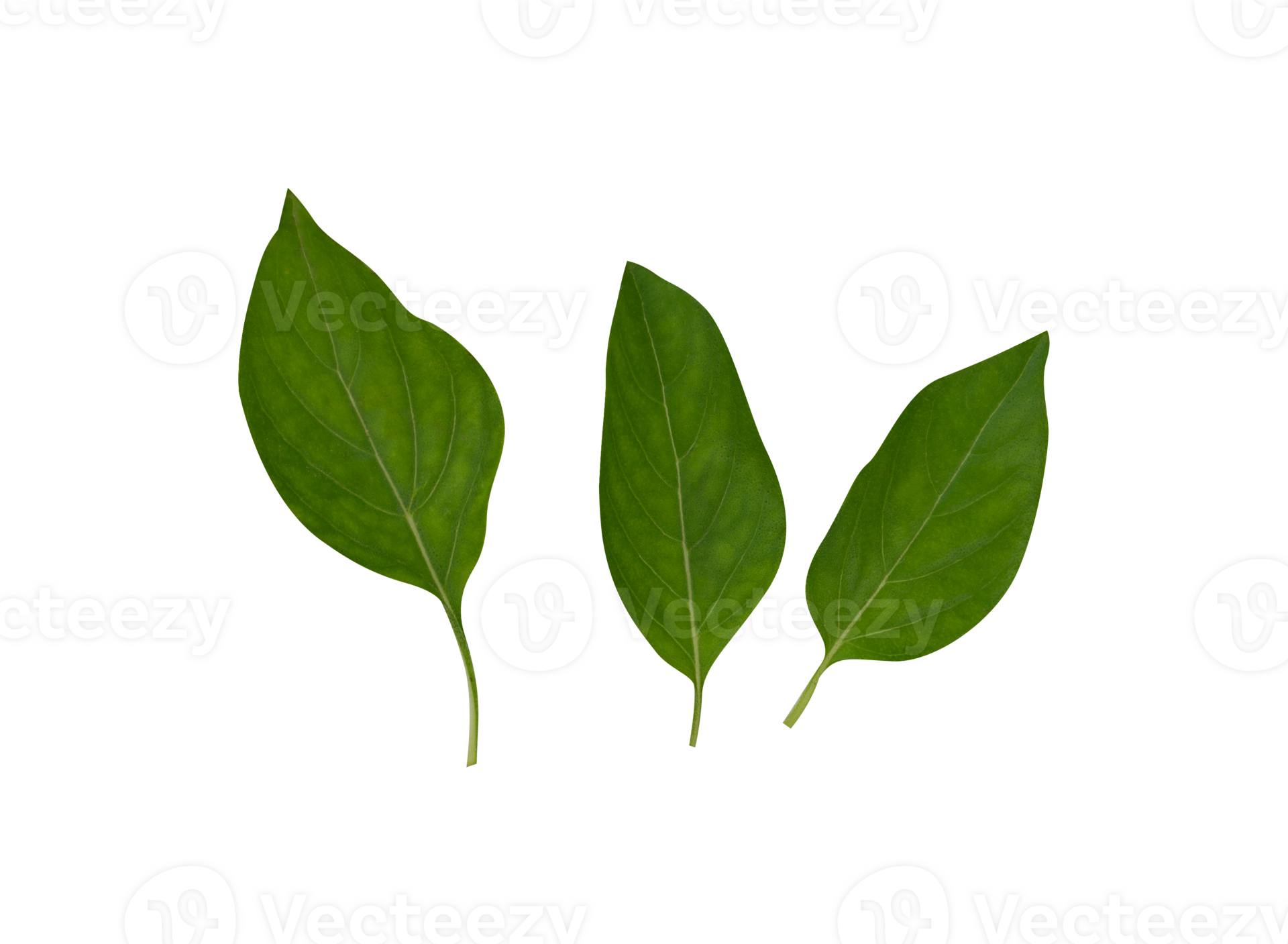 Set of basil leaf isolated 24867168 PNG