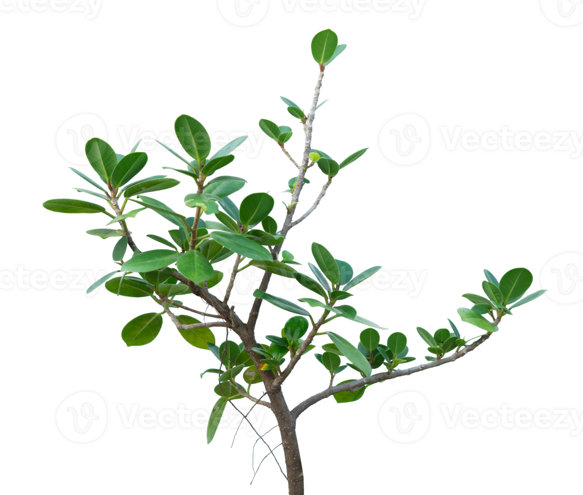 dollar leaf and plant isolated png