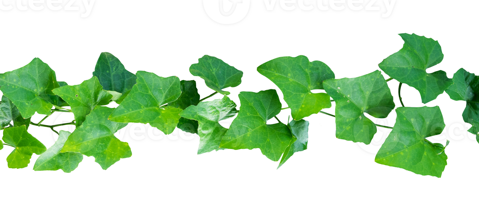 green leaves ivy border isolated png