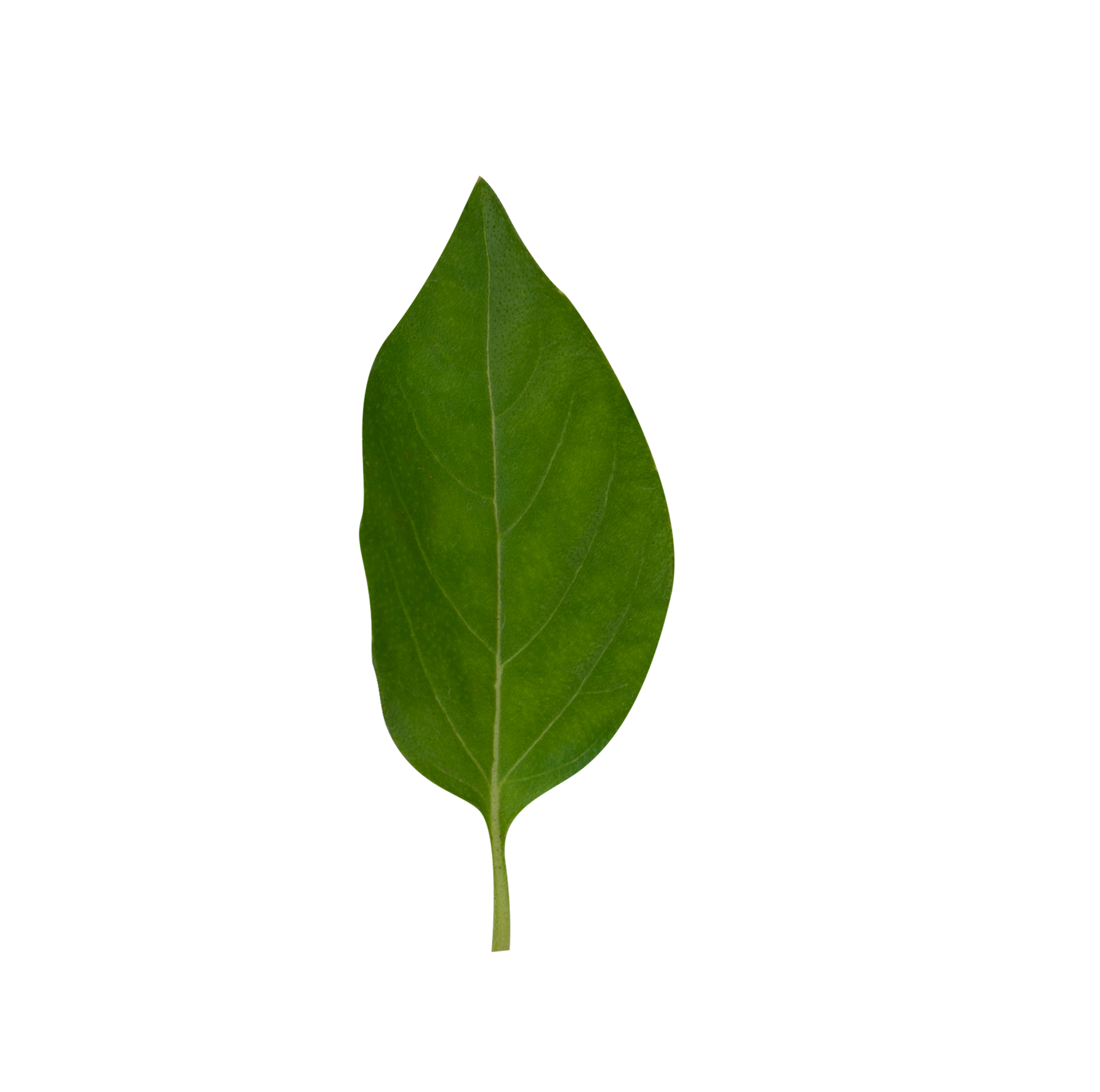 basil leaves for cooking seasoning 24867206 PNG