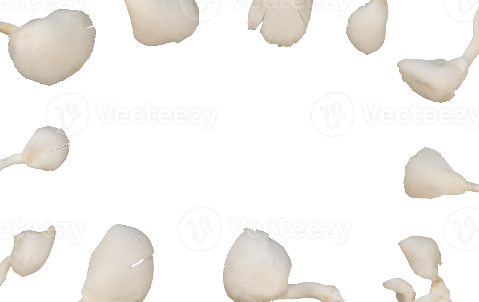 The Oyster mushroom frame. Vegan food copy space png