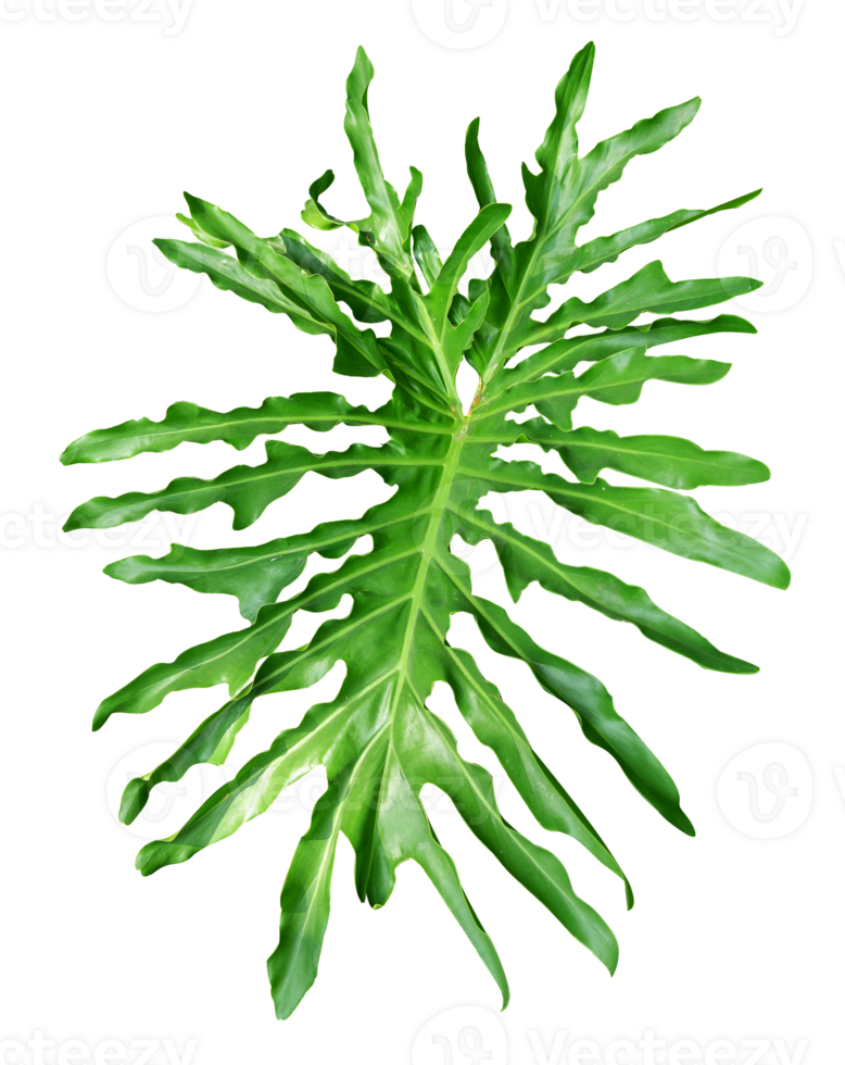 Philodendron leaf isolated. Tropical floral element png