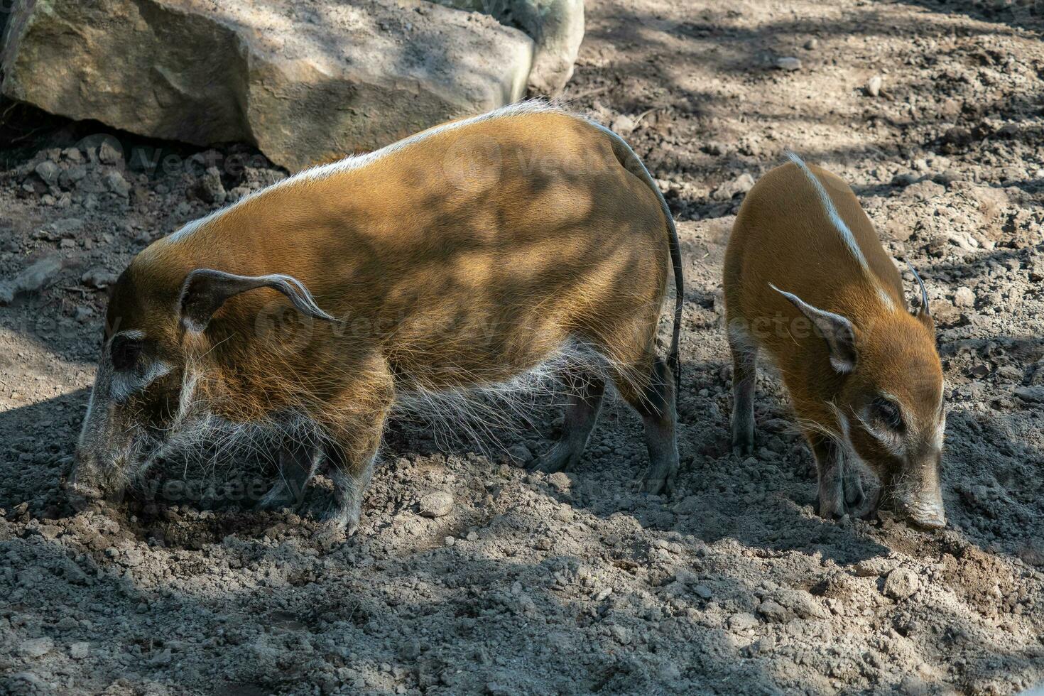 rojo río cerdo, potamochoerus porcus mirando para alimento. foto