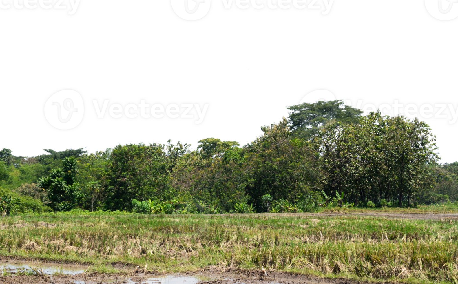 Trees in forest with white sky isolated png