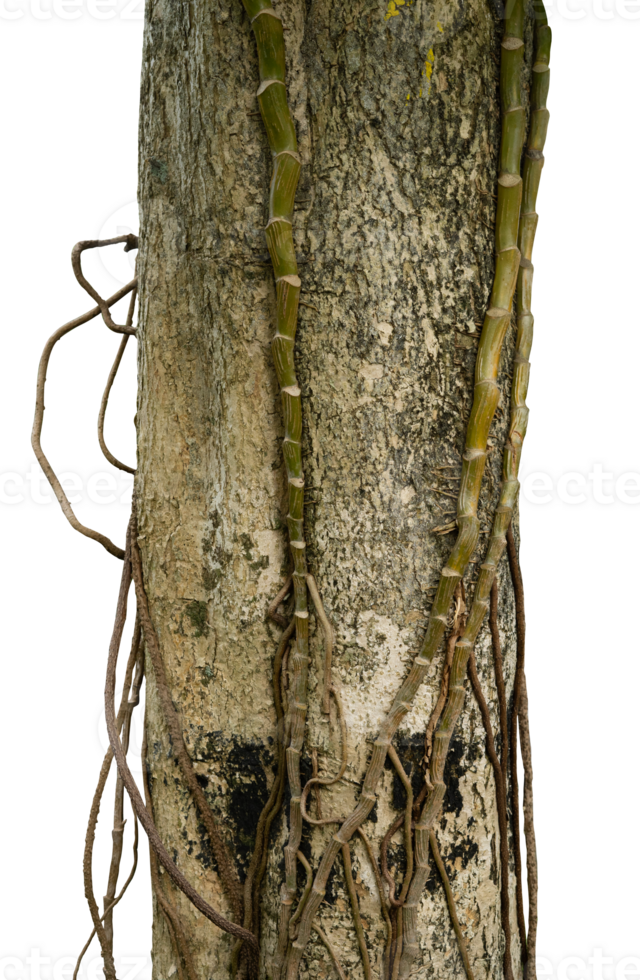 tree trunk isolated with roots png