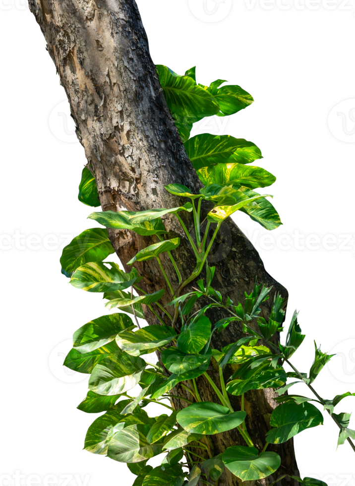 tropical leaves creeping on a tree png