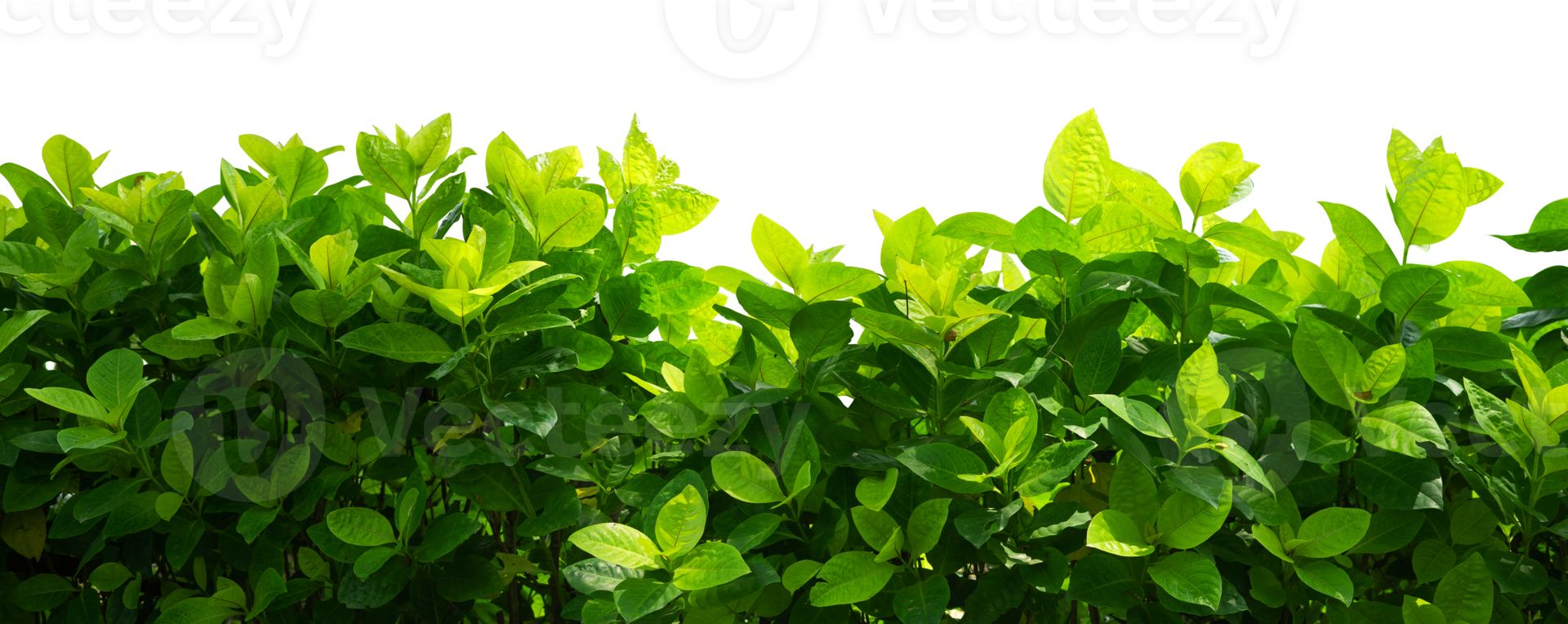 Natural green leaf border isolated png