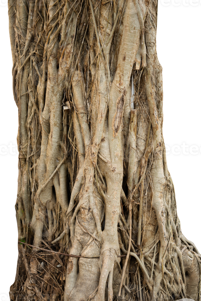 old plant rooted tree isolated png