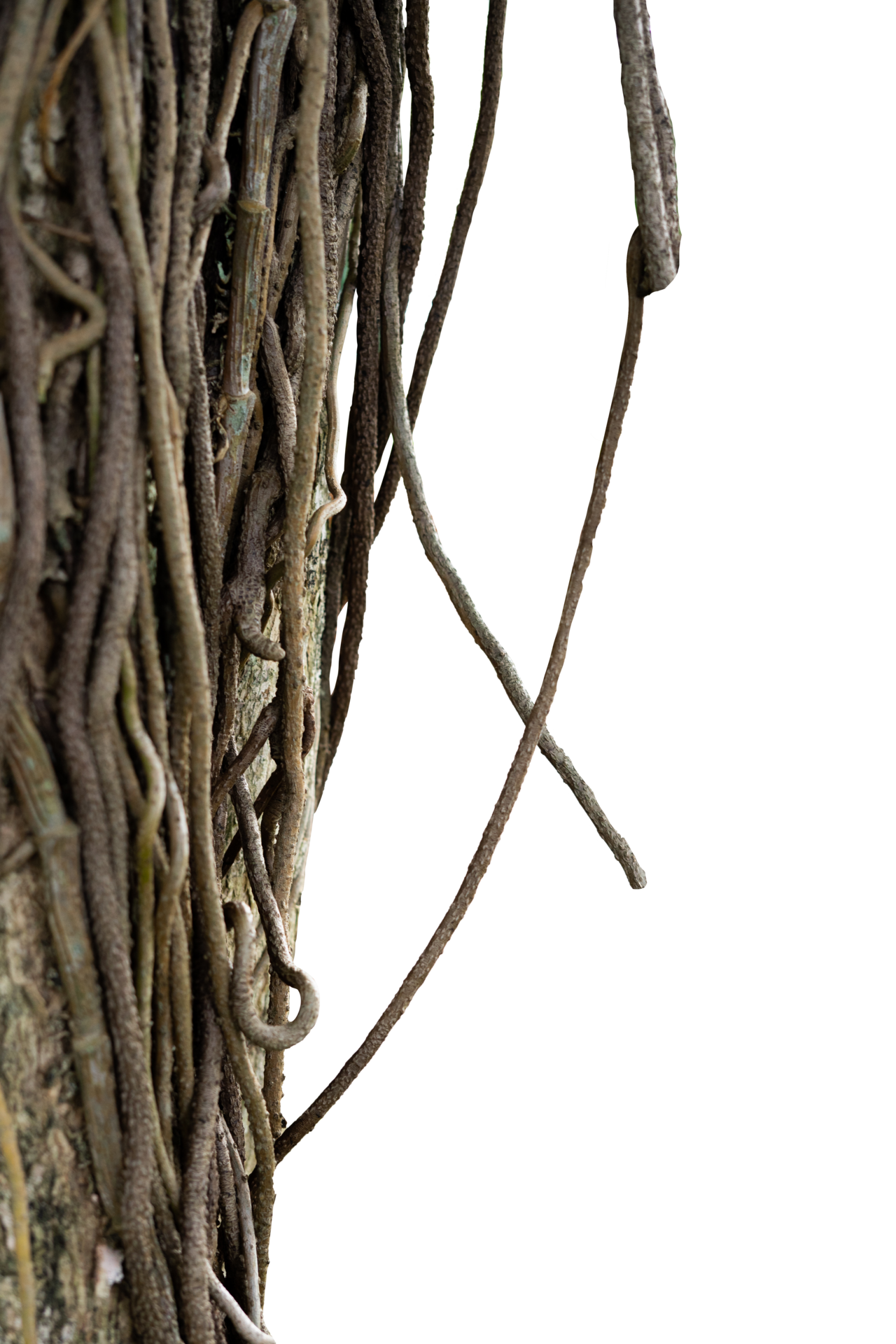 Plant roots isolated. Nature element 24867365 PNG