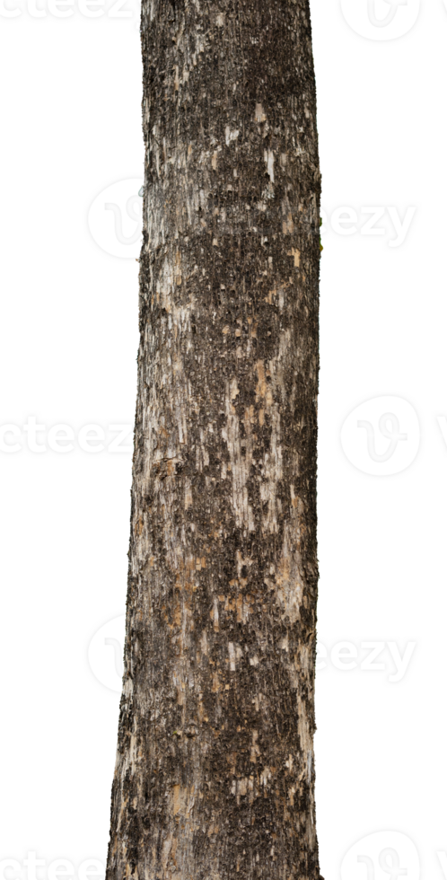 tree trunk isolated. natural design element png