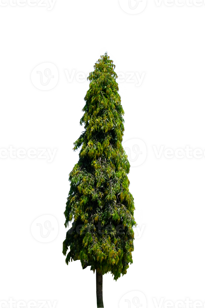 Single pine tree isolated. forest and Christmas day elements png