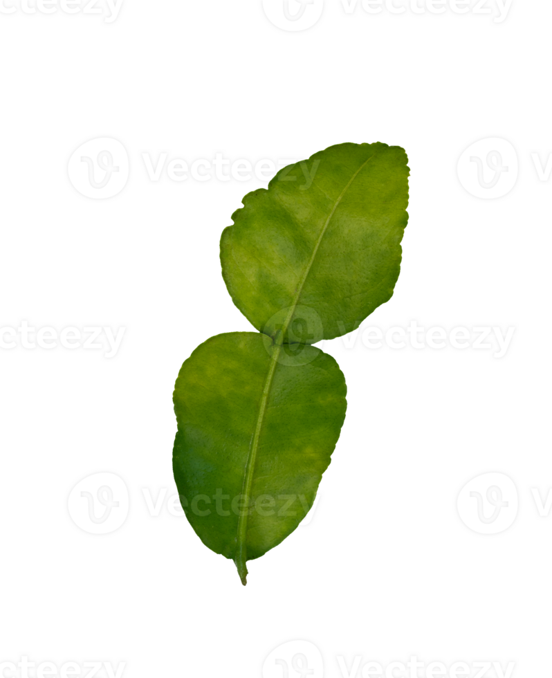 Lime leaf isolated element for spices and herbs png