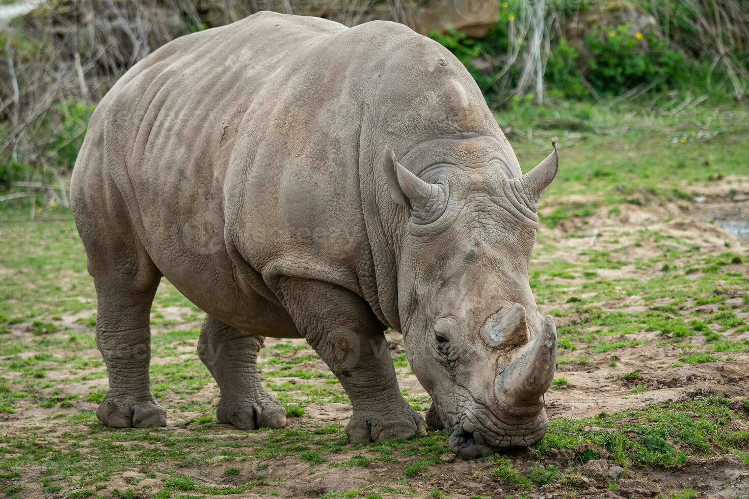 Southern white rhinoceros, Ceratotherium simum simum. photo