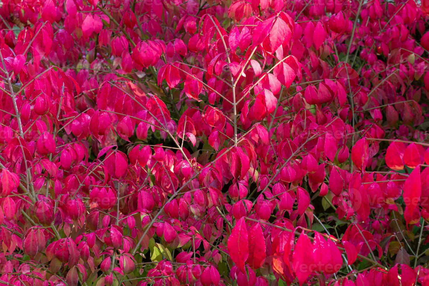 Bright red autumn leaves of ornamental shrub Euonymus alatus Compactus photo