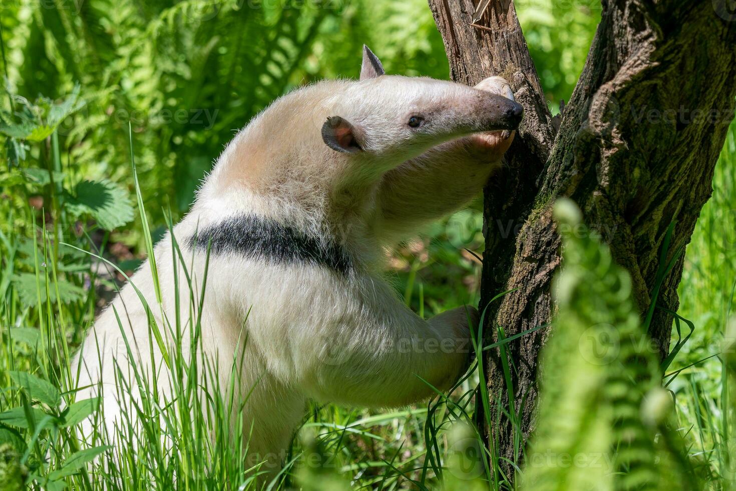 Southern tamandua on branch. Tamandua tetradactyla photo