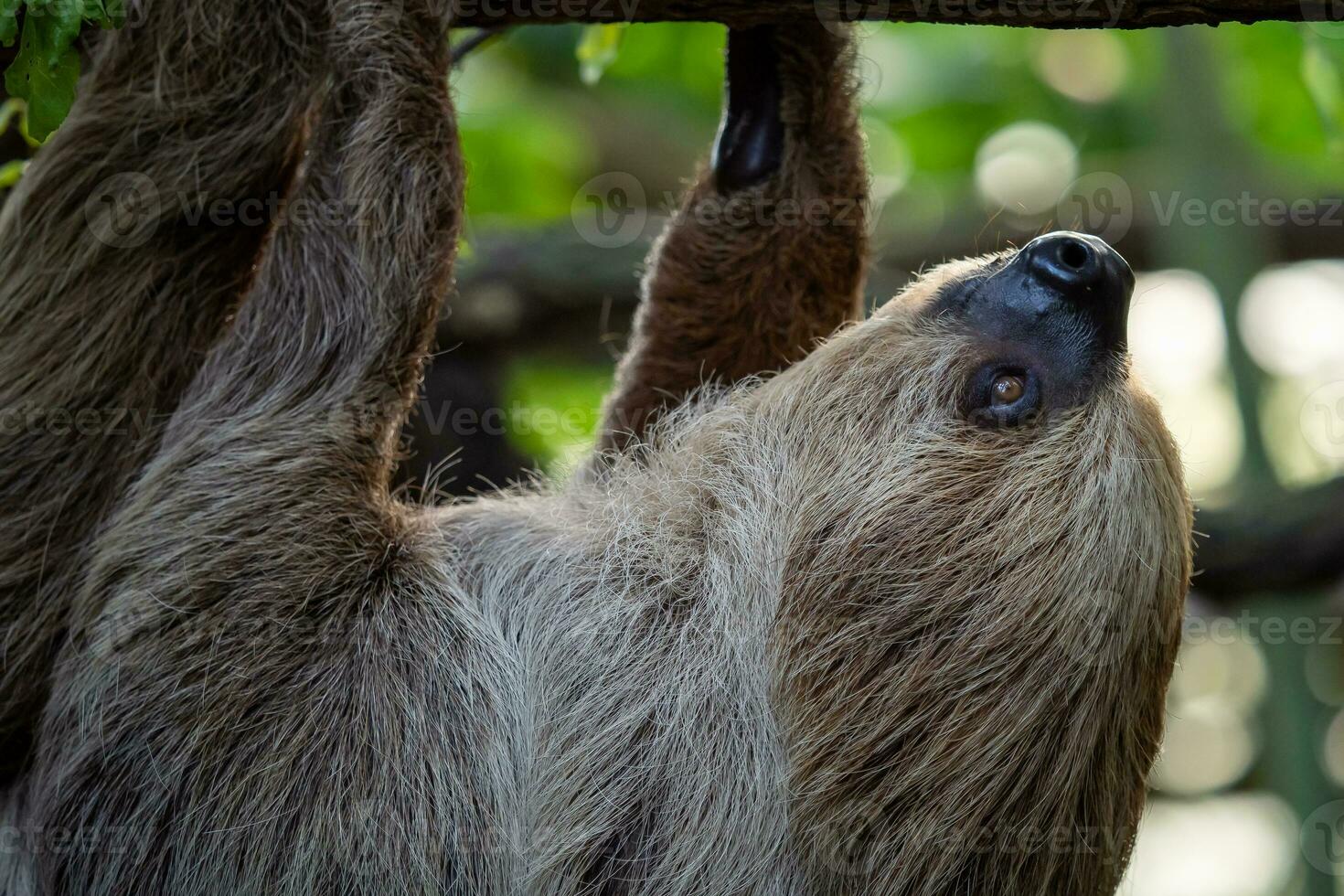 dos dedo del pie perezoso animal alpinismo al revés abajo en colgando árbol rama choloepus didáctilo foto