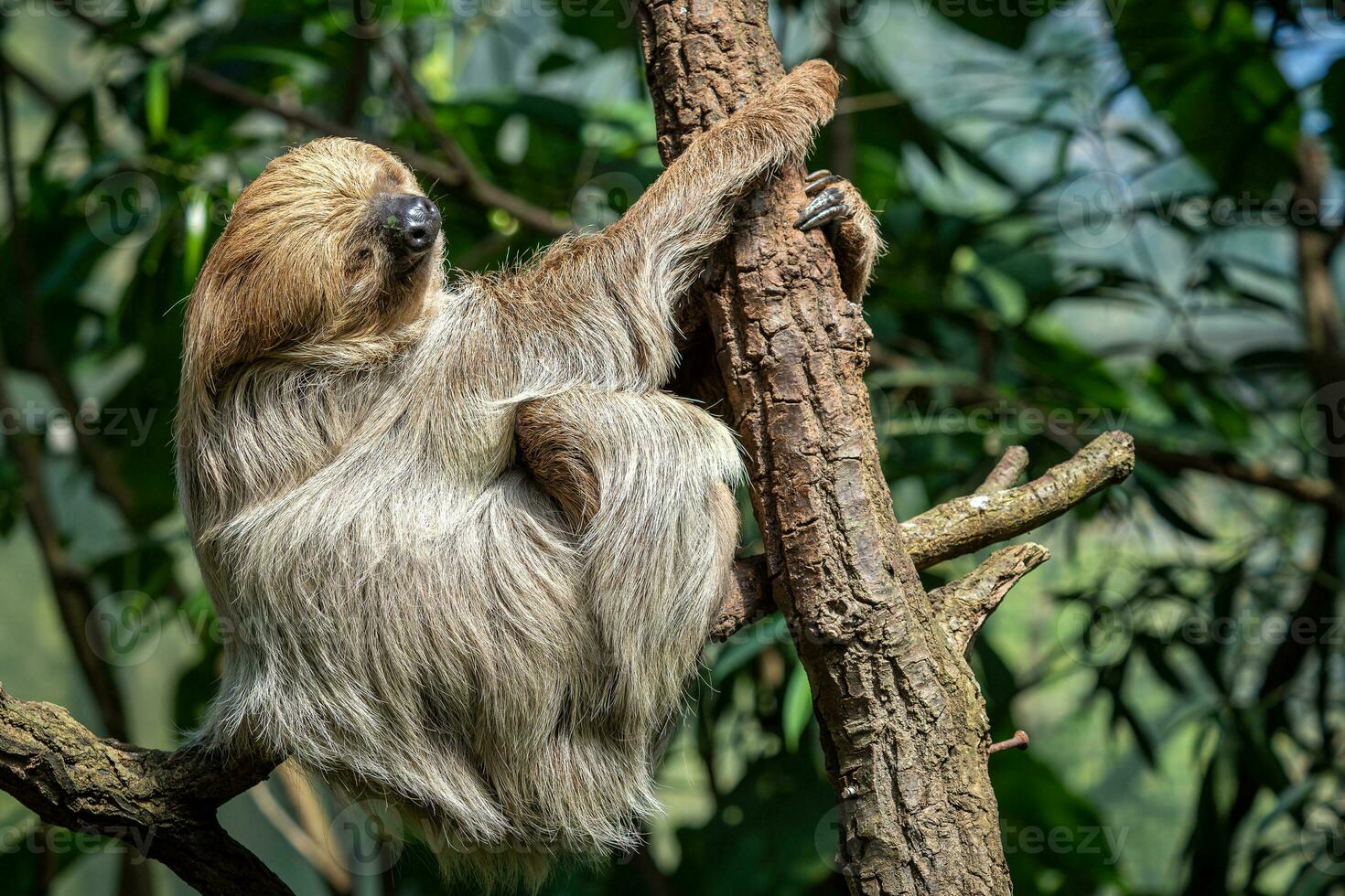 Relaxed sleepy Linnaeus's two-toed sloth, Choloepus didactylus photo