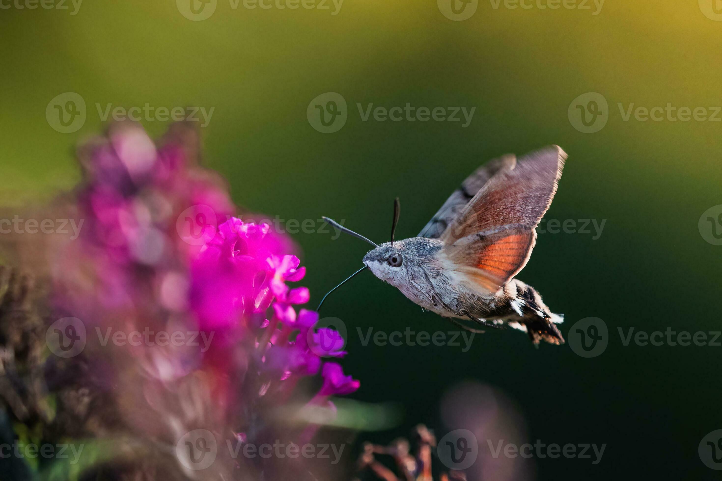 Hummingbird hawk-moth (Macroglossum stellatarum) - Picture Insect
