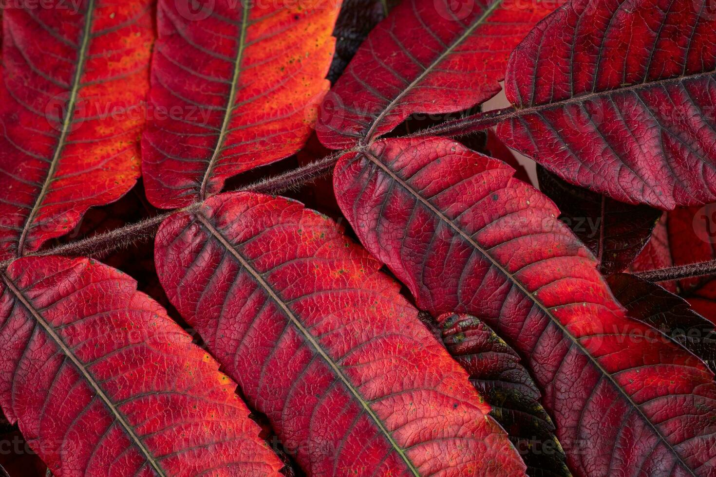 A closeup of the beautiful autumn leaves Rhus typhina, the staghorn sumac photo
