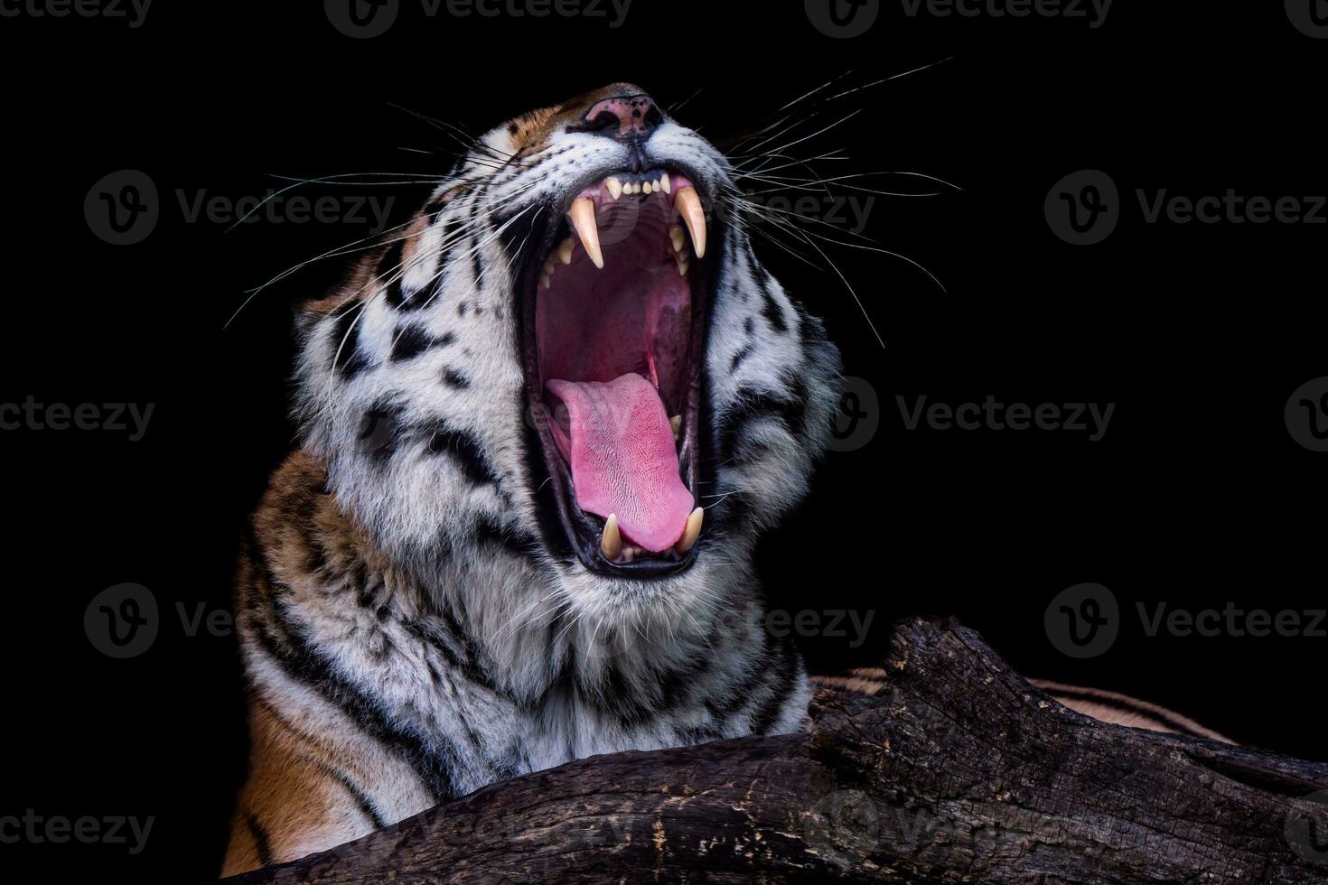 bostezando tigre. siberiano Tigre aislado en negro antecedentes. retrato de siberiano tigre, panthera tigris altaica foto