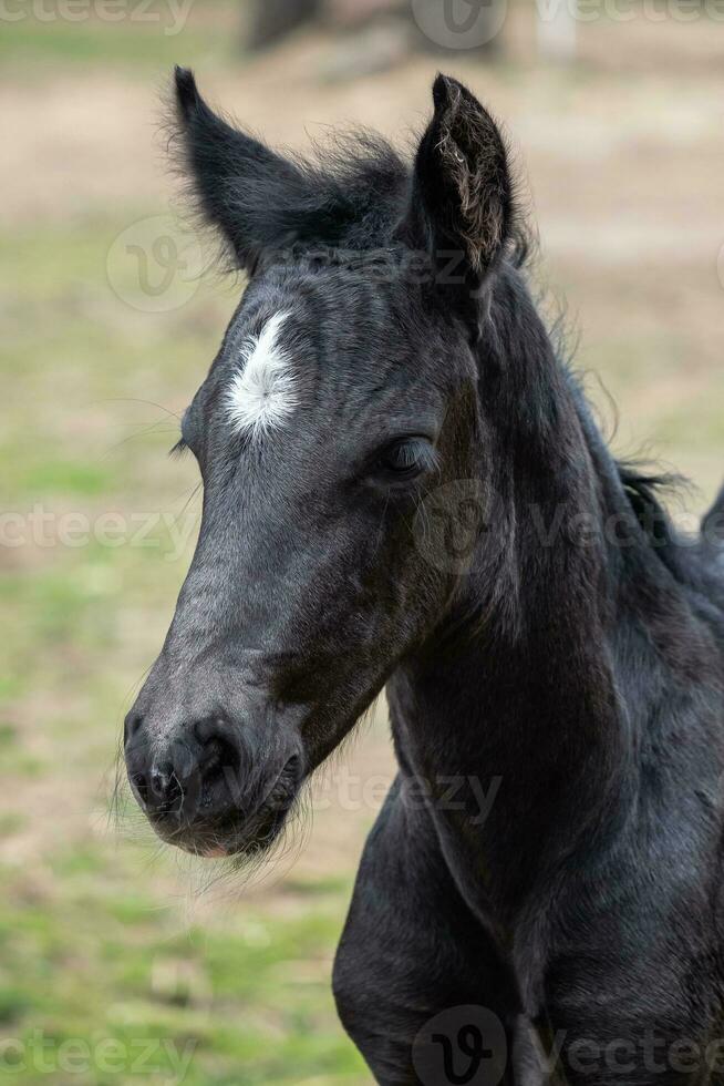 cabeza retrato de un negro caballo. negro potro con blanco punto. foto