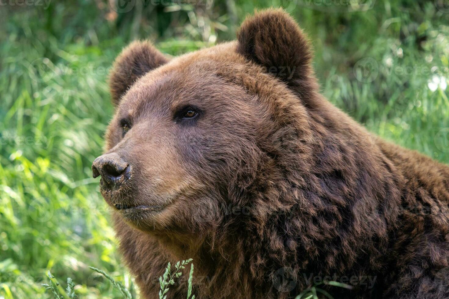 oso kamchatka en la hierba, ursus arctos beringianus foto