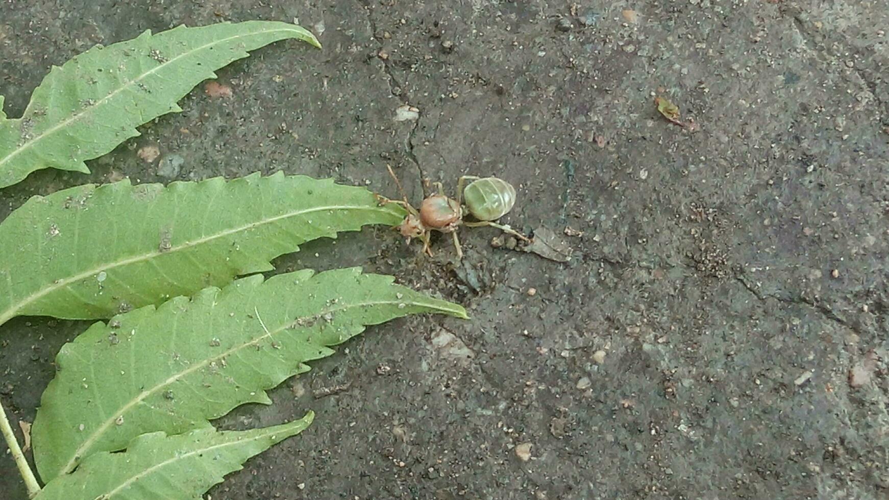 Green ant native of Australia photo