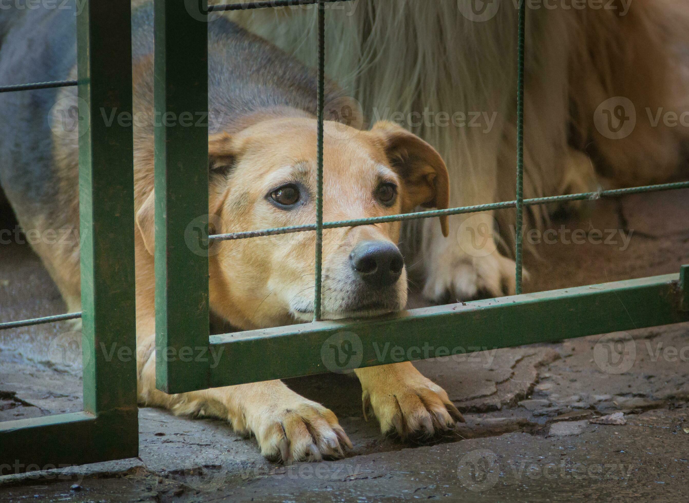 dogs locked up victims of animal abuse and abuse 24867850 Stock Photo