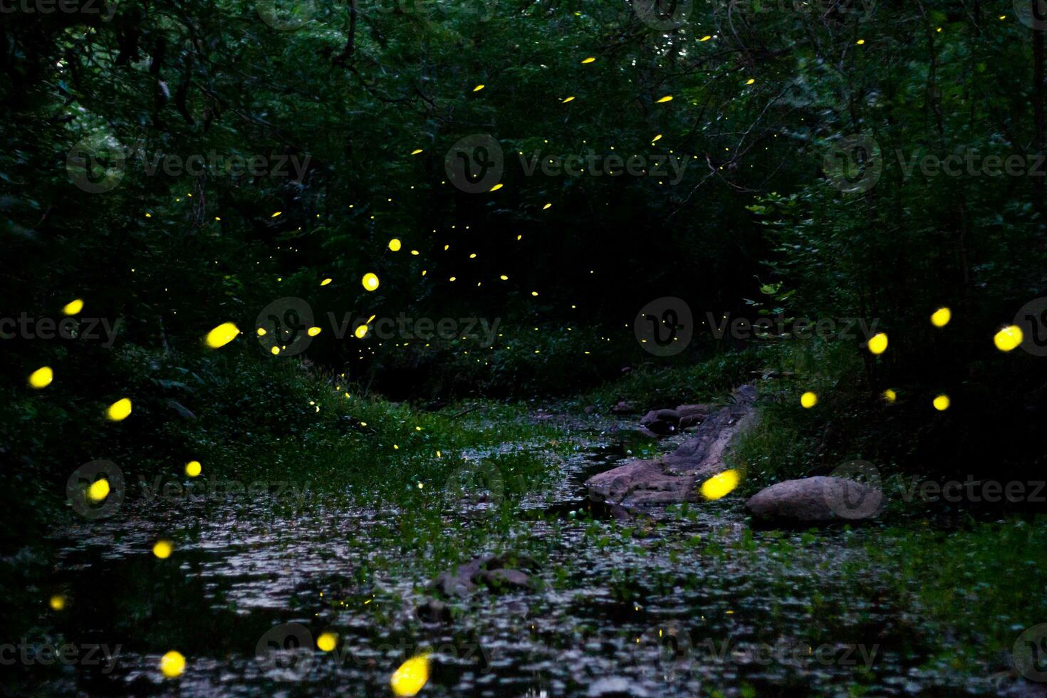 night landscape with fireflies mating dance in spring photo