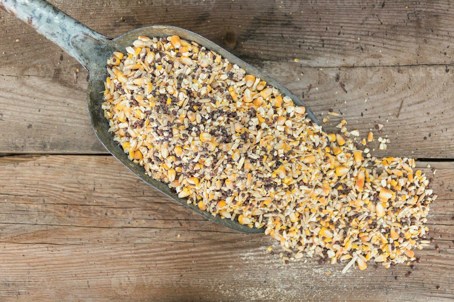 mixture of grains for chicken feed for sale in the forage photo