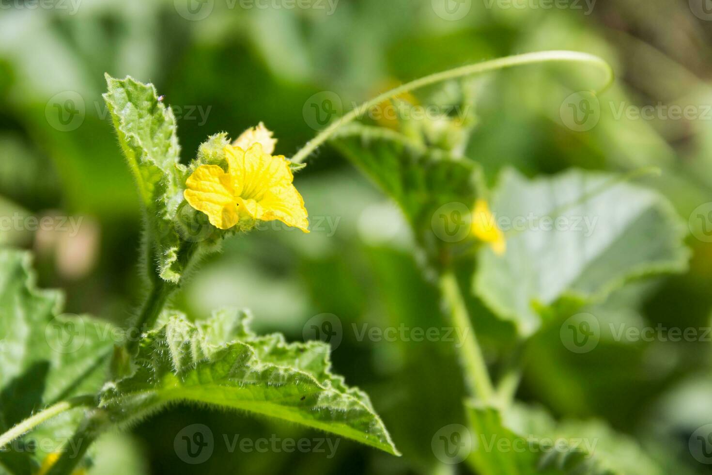 plantation of green melons in the organic garden photo