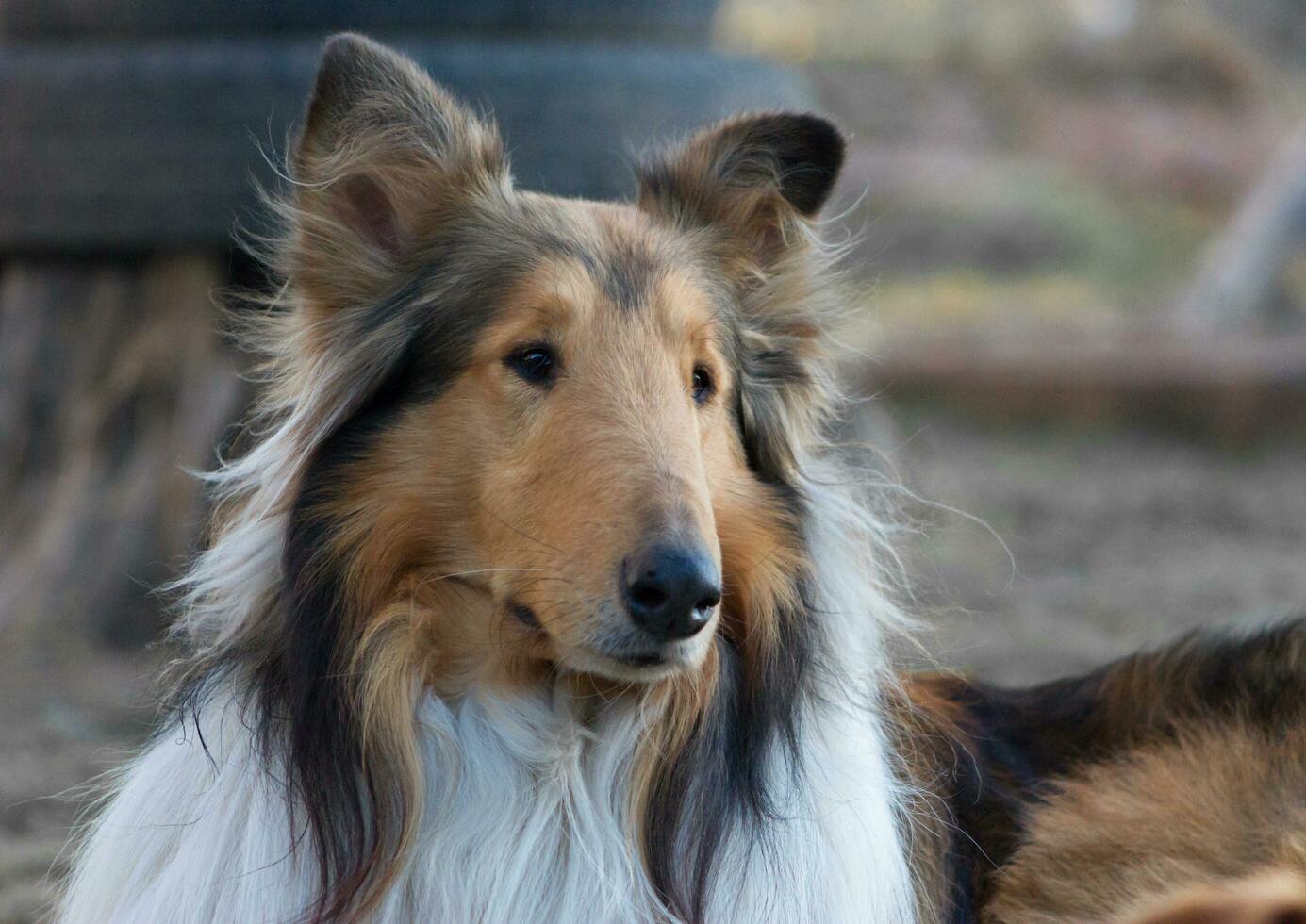Rough Collie Stock Photos, Images and Backgrounds for Free Download