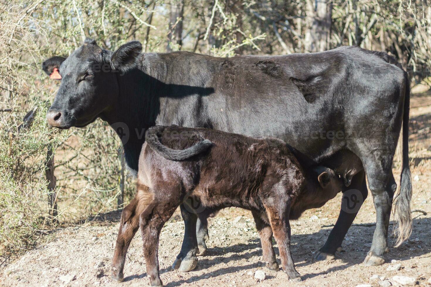 brangus cows and calves in the Argentine countryside photo