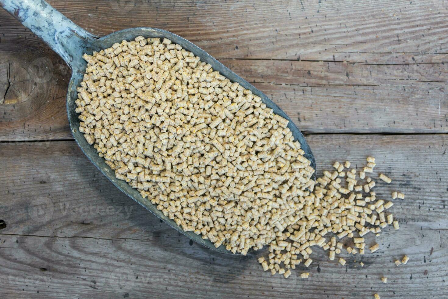 shovel spoon with balanced feed for chicken farming photo